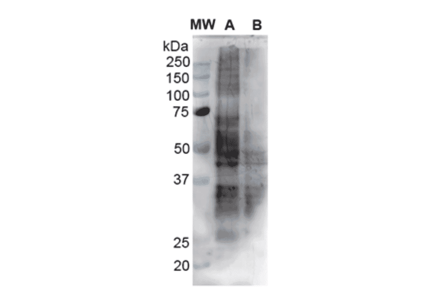 Western Blot - Anti-Nitrotyrosine Antibody [39B6] (A304794) - Antibodies.com