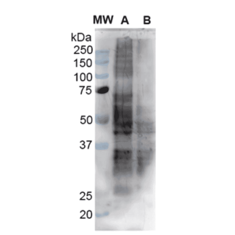 Western Blot - Anti-Nitrotyrosine Antibody [39B6] (A304794) - Antibodies.com