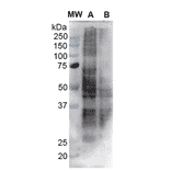 Western Blot - Anti-Nitrotyrosine Antibody [39B6] (A304794) - Antibodies.com