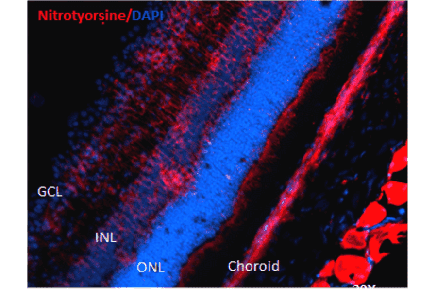 Immunohistochemistry - Anti-Nitrotyrosine Antibody [39B6] (A304794) - Antibodies.com