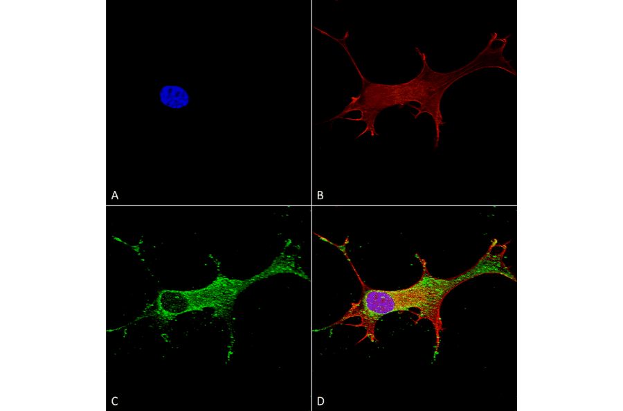 Immunocytochemistry/Immunofluorescence - Anti-Notch1 Antibody [S253-32] (A304795) - Antibodies.com