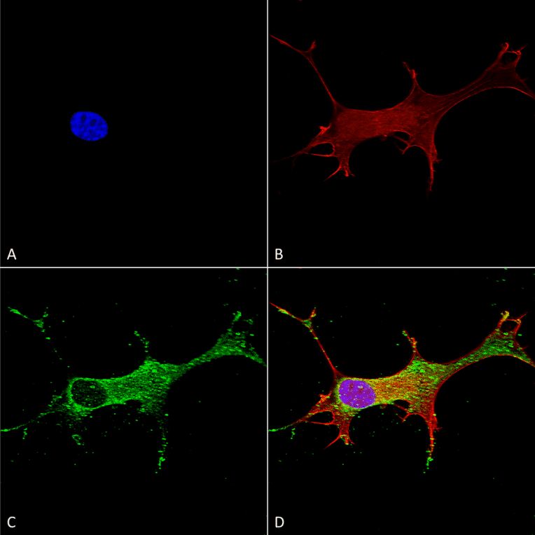 Immunocytochemistry/Immunofluorescence - Anti-Notch1 Antibody [S253-32] (A304795) - Antibodies.com