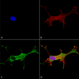 Immunocytochemistry/Immunofluorescence - Anti-Notch1 Antibody [S253-32] (A304795) - Antibodies.com