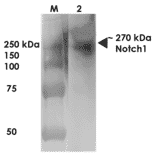 Western Blot - Anti-Notch1 Antibody [S253-32] (A304795) - Antibodies.com