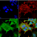 Immunocytochemistry/Immunofluorescence - Anti-Notch1 Antibody [S253-32] (A304795) - Antibodies.com