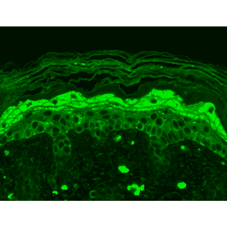 Immunohistochemistry - Anti-NMDAR2B Antibody [S59] (A304796) - Antibodies.com