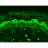 Immunohistochemistry - Anti-NMDAR2B Antibody [S59] (A304796) - Antibodies.com