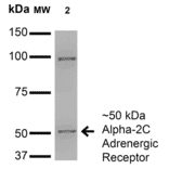 Western Blot - Anti-alpha 2C Adrenergic Receptor / ADRA2C Antibody [S330A-80] (A304797) - Antibodies.com