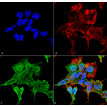 Immunocytochemistry/Immunofluorescence - Anti-alpha 2C Adrenergic Receptor / ADRA2C Antibody [S330A-80] (A304797) - Antibodies.com