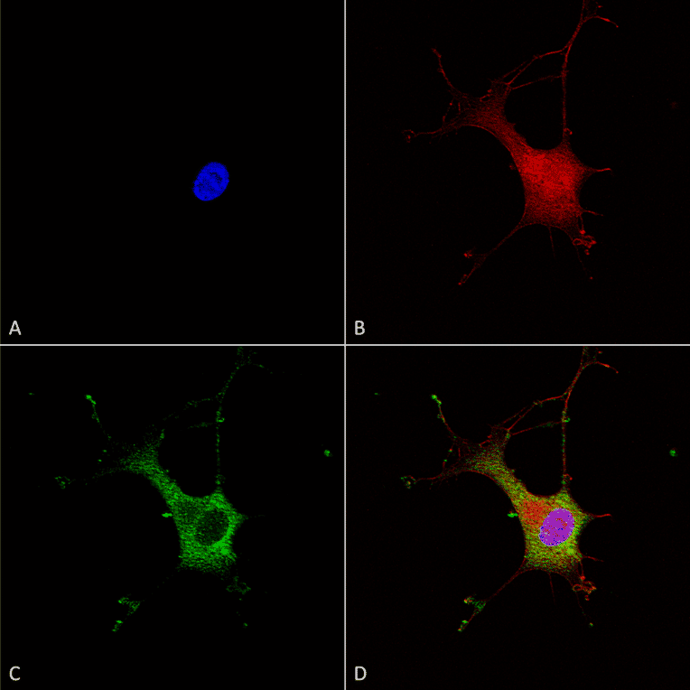 Immunocytochemistry/Immunofluorescence - Anti-alpha 2C Adrenergic Receptor / ADRA2C Antibody [S330A-80] (A304797) - Antibodies.com