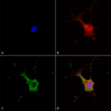 Immunocytochemistry/Immunofluorescence - Anti-alpha 2C Adrenergic Receptor / ADRA2C Antibody [S330A-80] (A304797) - Antibodies.com