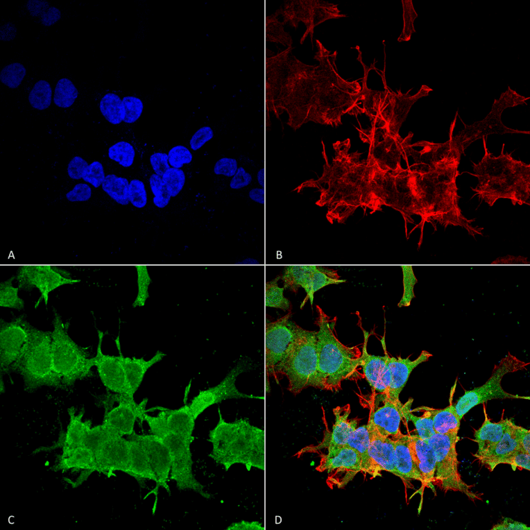 Immunocytochemistry/Immunofluorescence - Anti-beta 4 Spectrin Antibody [S393-2] (A304798) - Antibodies.com