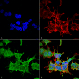 Immunocytochemistry/Immunofluorescence - Anti-beta 4 Spectrin Antibody [S393-2] (A304798) - Antibodies.com