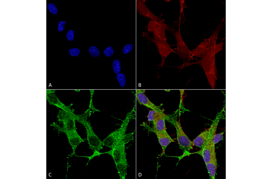 Immunocytochemistry/Immunofluorescence - Anti-beta 4 Spectrin Antibody [S393-2] (A304798) - Antibodies.com