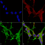 Immunocytochemistry/Immunofluorescence - Anti-beta 4 Spectrin Antibody [S393-2] (A304798) - Antibodies.com