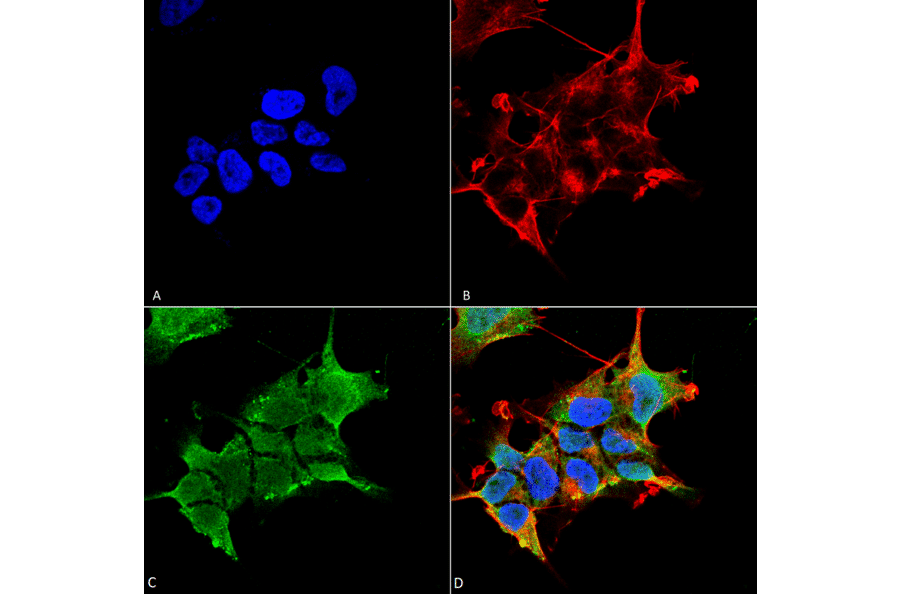 Immunocytochemistry/Immunofluorescence - Anti-GABRA4 Antibody [S398A-34] (A304799) - Antibodies.com