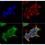 Immunocytochemistry/Immunofluorescence - Anti-GABRA4 Antibody [S398A-34] (A304799) - Antibodies.com