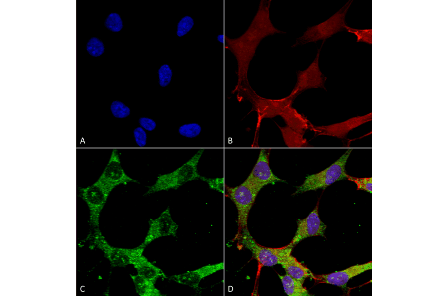 Immunocytochemistry/Immunofluorescence - Anti-GABRA4 Antibody [S398A-34] (A304799) - Antibodies.com