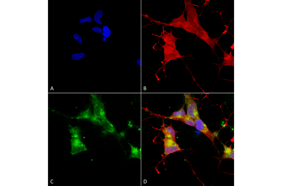 Immunocytochemistry/Immunofluorescence - Anti-HCN4 Antibody [N114/10] (A304800) - Antibodies.com