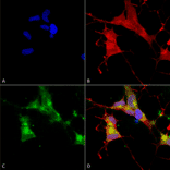 Immunocytochemistry/Immunofluorescence - Anti-HCN4 Antibody [N114/10] (A304800) - Antibodies.com