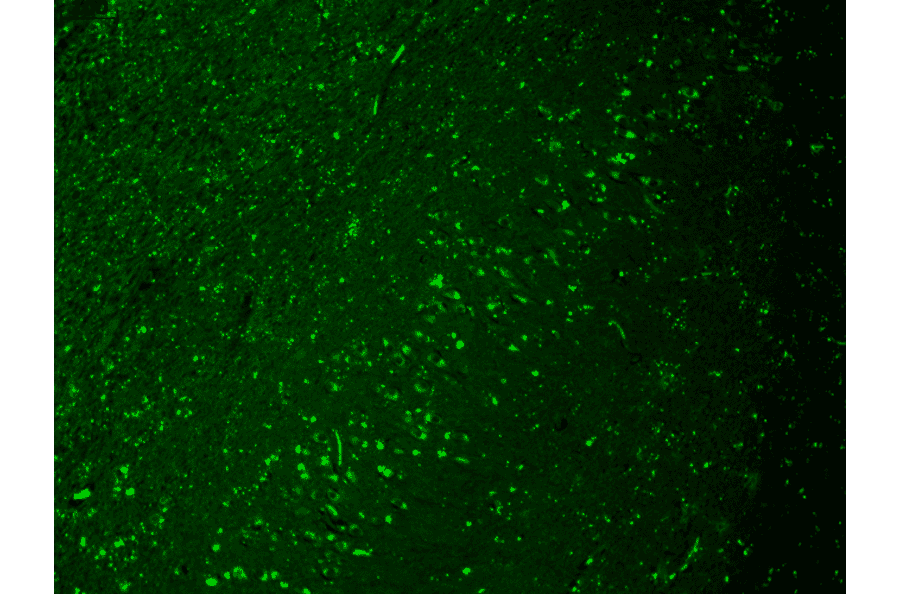 Immunohistochemistry - Anti-HCN4 Antibody [N114/10] (A304800) - Antibodies.com