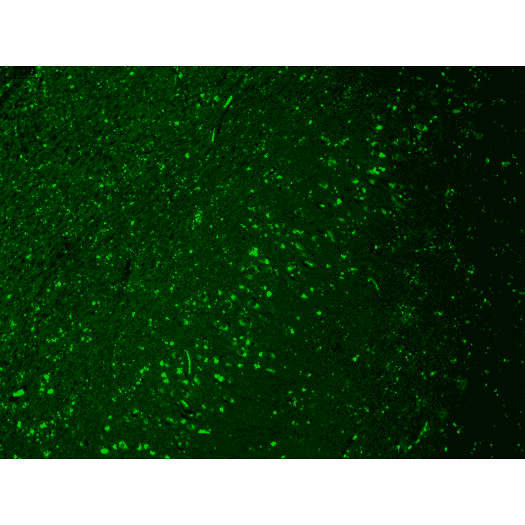 Immunohistochemistry - Anti-HCN4 Antibody [N114/10] (A304800) - Antibodies.com