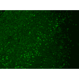 Immunohistochemistry - Anti-HCN4 Antibody [N114/10] (A304800) - Antibodies.com