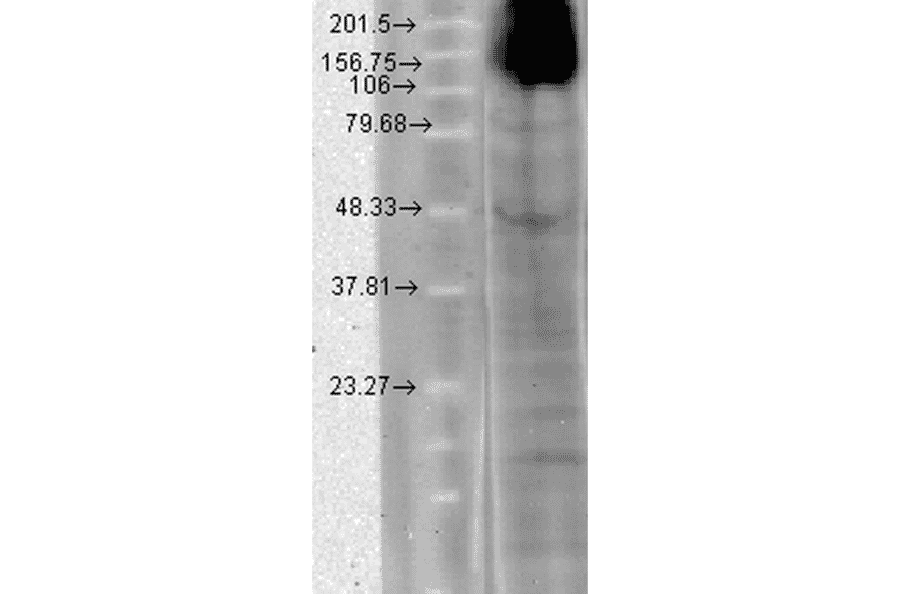 Western Blot - Anti-HCN4 Antibody [N114/10] (A304800) - Antibodies.com