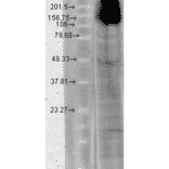 Western Blot - Anti-HCN4 Antibody [N114/10] (A304800) - Antibodies.com