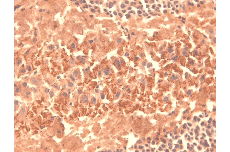Immunohistochemistry - Anti-HCN4 Antibody [N114/10] (A304800) - Antibodies.com