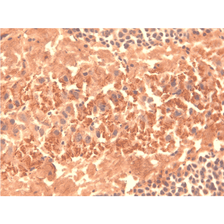 Immunohistochemistry - Anti-HCN4 Antibody [N114/10] (A304800) - Antibodies.com