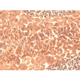 Immunohistochemistry - Anti-HCN4 Antibody [N114/10] (A304800) - Antibodies.com