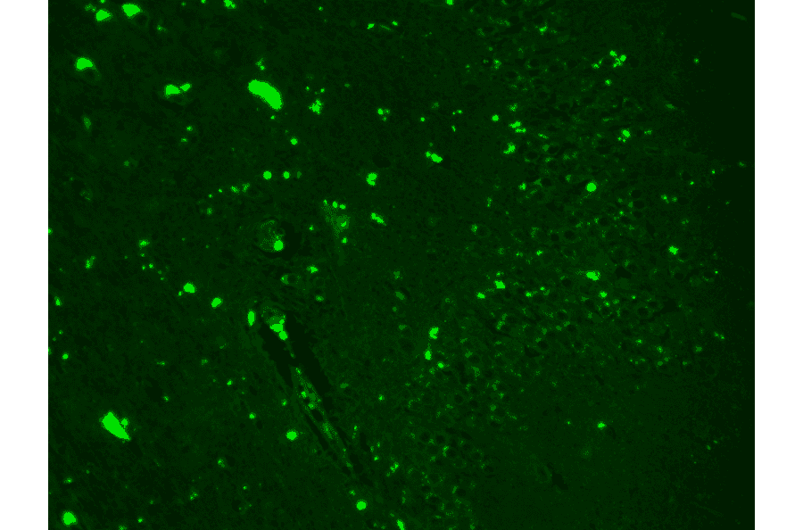 Immunohistochemistry - Anti-Nav1.7 Antibody [N68/6] (A304801) - Antibodies.com