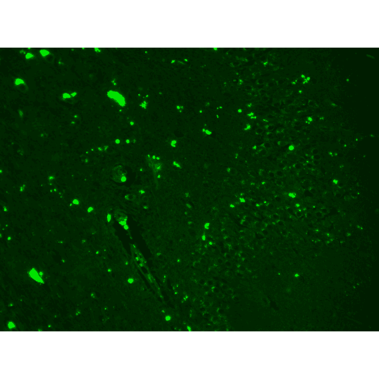 Immunohistochemistry - Anti-Nav1.7 Antibody [N68/6] (A304801) - Antibodies.com