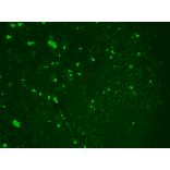 Immunohistochemistry - Anti-Nav1.7 Antibody [N68/6] (A304801) - Antibodies.com