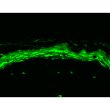 Immunohistochemistry - Anti-Nav1.8 Antibody [S134] (A304802) - Antibodies.com