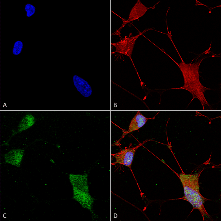 Immunocytochemistry/Immunofluorescence - Anti-Neuroligin 1 Antibody [S97A-31] (A304803) - Antibodies.com