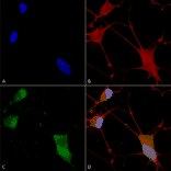 Immunocytochemistry/Immunofluorescence - Anti-Neuroligin 1 Antibody [S97A-31] (A304803) - Antibodies.com