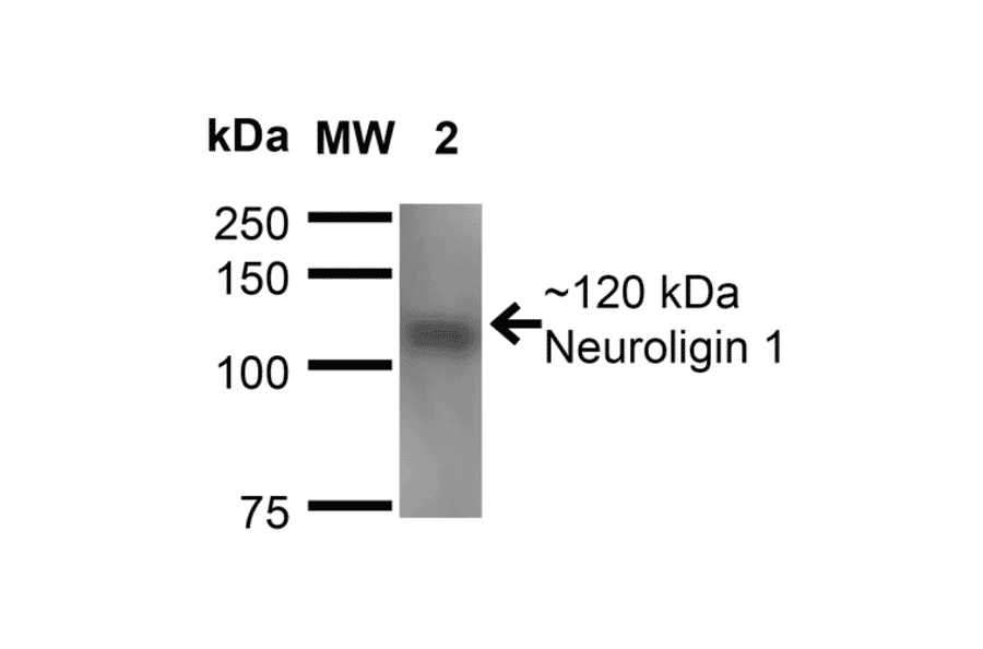 Western Blot - Anti-Neuroligin 1 Antibody [S97A-31] (A304803) - Antibodies.com