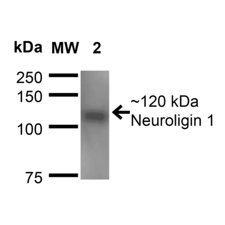 Western Blot - Anti-Neuroligin 1 Antibody [S97A-31] (A304803) - Antibodies.com