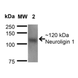 Western Blot - Anti-Neuroligin 1 Antibody [S97A-31] (A304803) - Antibodies.com