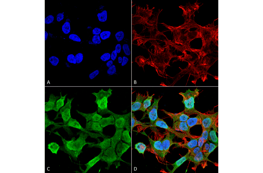 Immunocytochemistry/Immunofluorescence - Anti-Neuroligin 1 Antibody [S97A-31] (A304803) - Antibodies.com