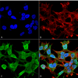 Immunocytochemistry/Immunofluorescence - Anti-Neuroligin 1 Antibody [S97A-31] (A304803) - Antibodies.com