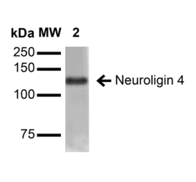 Western Blot - Anti-Neuroligin 4 Antibody [S98-7] (A304804) - Antibodies.com