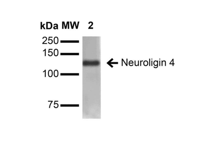Western Blot - Anti-Neuroligin 4 Antibody [S98-7] (A304804) - Antibodies.com