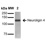 Western Blot - Anti-Neuroligin 4 Antibody [S98-7] (A304804) - Antibodies.com