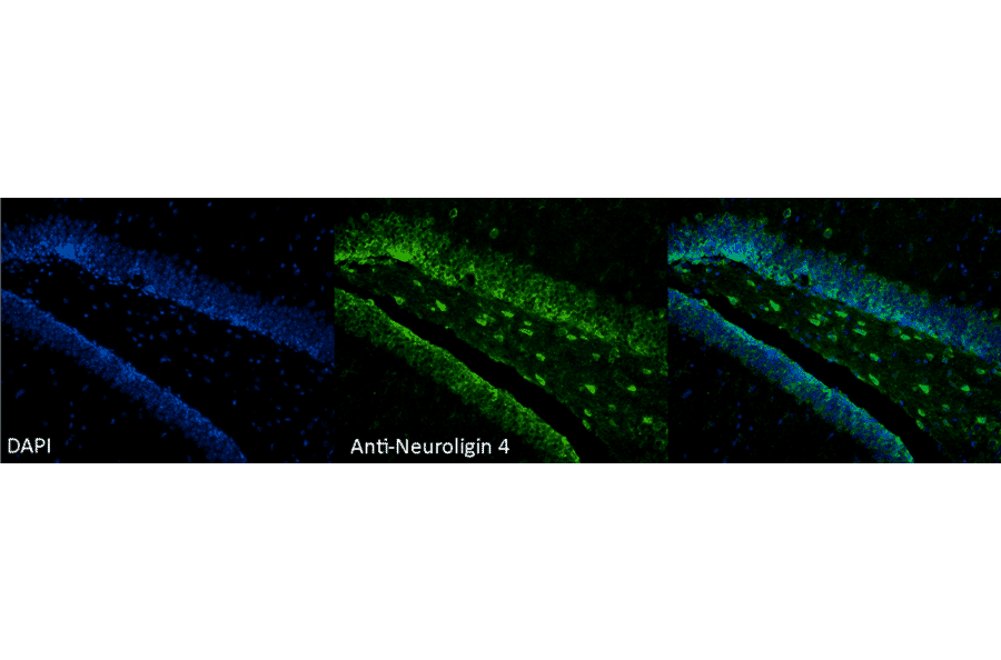 Immunohistochemistry - Anti-Neuroligin 4 Antibody [S98-7] (A304804) - Antibodies.com