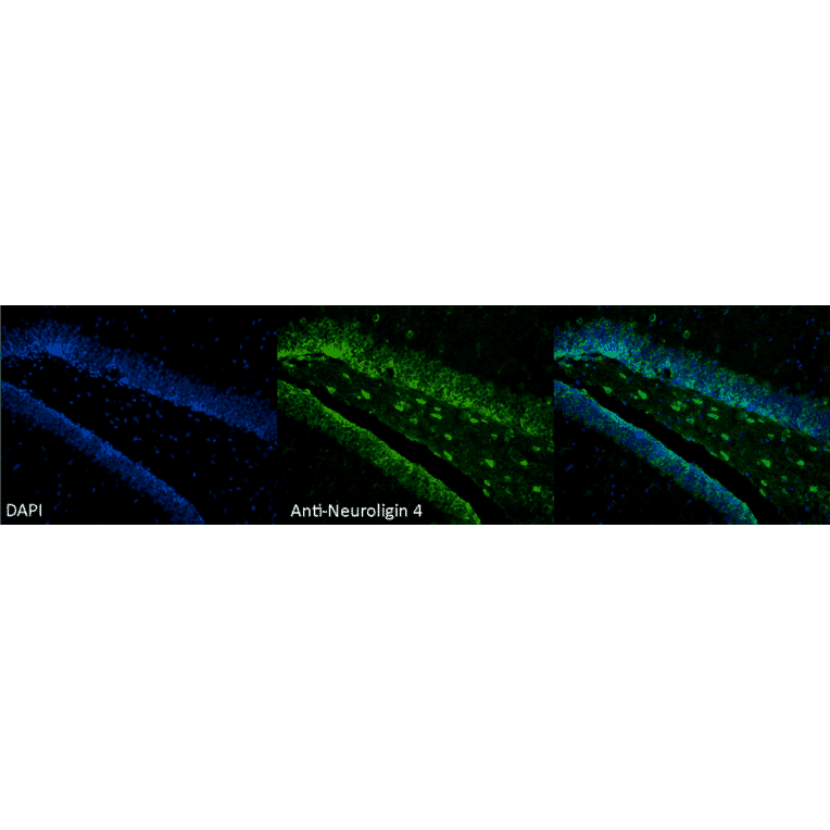 Immunohistochemistry - Anti-Neuroligin 4 Antibody [S98-7] (A304804) - Antibodies.com