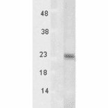 Western Blot - Anti-TSP23 Antibody [Tsp232A] (A304805) - Antibodies.com