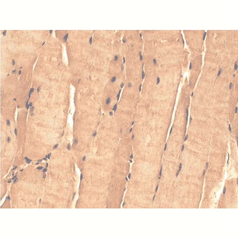 Immunohistochemistry - Anti-TSP23 Antibody [Tsp232A] (A304805) - Antibodies.com